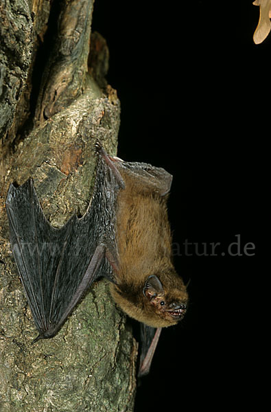 Mückenfledermaus (Pipistrellus pygmaeus)