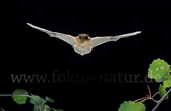 Mückenfledermaus (Pipistrellus pygmaeus)