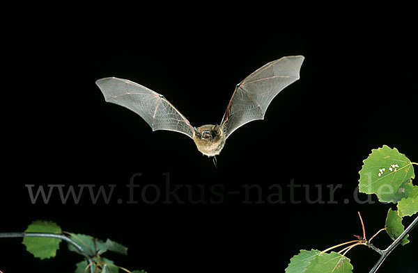 Mückenfledermaus (Pipistrellus pygmaeus)