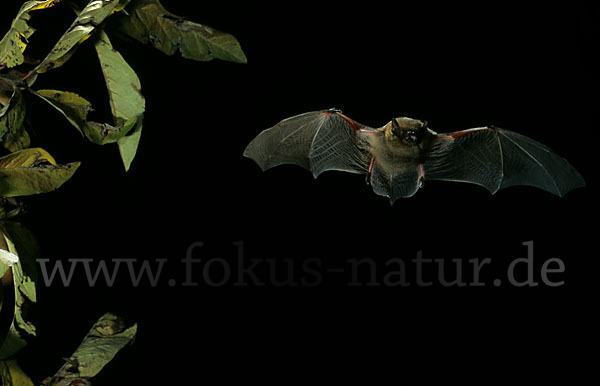 Mückenfledermaus (Pipistrellus pygmaeus)