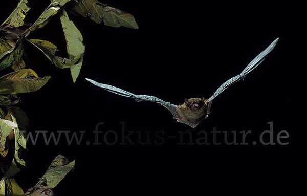 Mückenfledermaus (Pipistrellus pygmaeus)