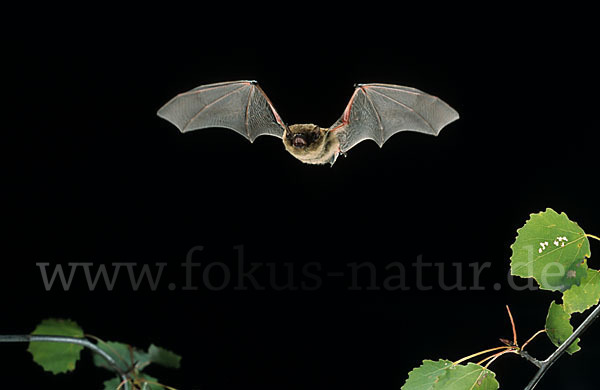 Mückenfledermaus (Pipistrellus pygmaeus)