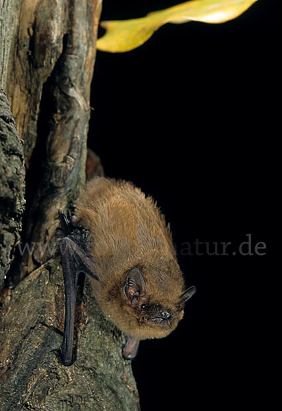 Mückenfledermaus (Pipistrellus pygmaeus)