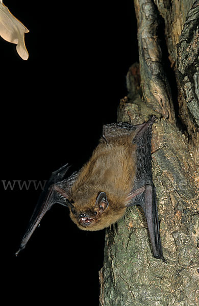 Mückenfledermaus (Pipistrellus pygmaeus)