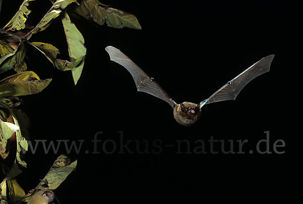 Mückenfledermaus (Pipistrellus pygmaeus)