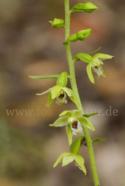 Müllers Stendelwurz (Epipactis muelleri)