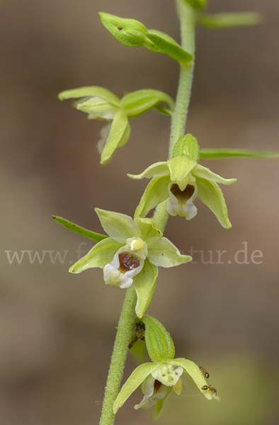 Müllers Stendelwurz (Epipactis muelleri)