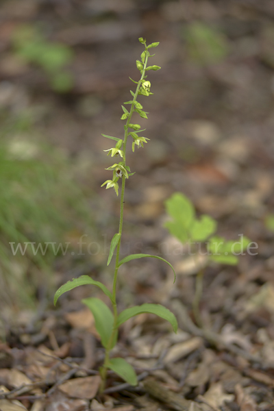 Müllers Stendelwurz (Epipactis muelleri)