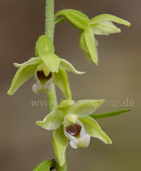 Müllers Stendelwurz (Epipactis muelleri)