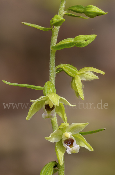 Müllers Stendelwurz (Epipactis muelleri)