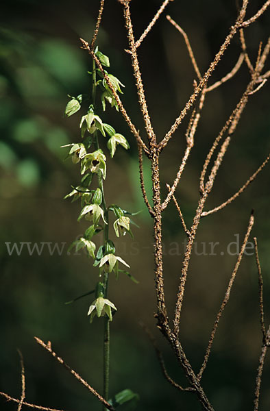 Müllers Stendelwurz (Epipactis muelleri)