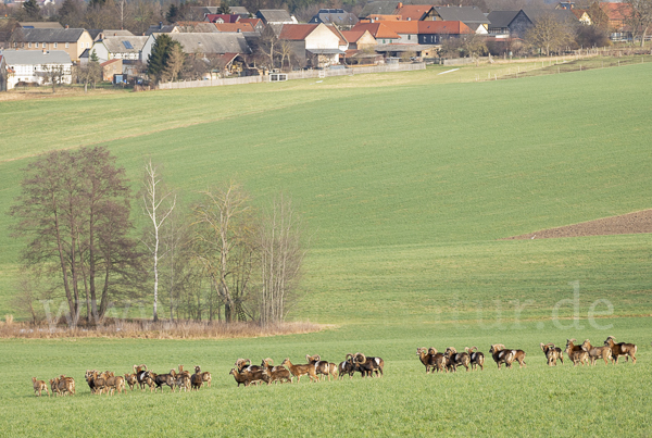 Muffelwild (Ovis ammon musimon)