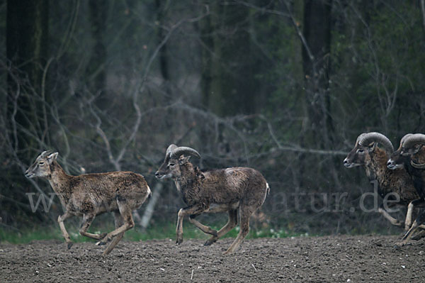 Muffelwild (Ovis ammon musimon)