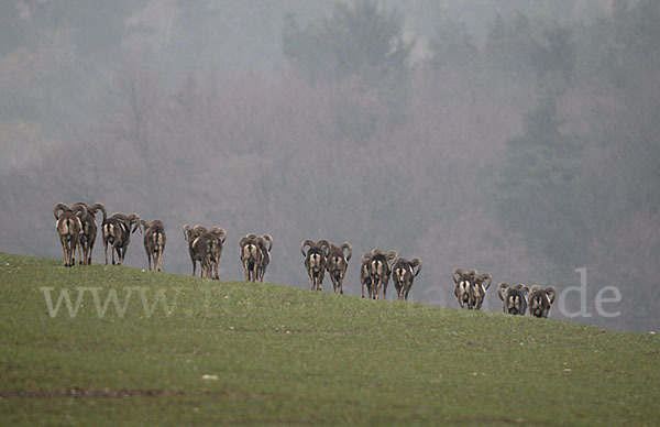 Muffelwild (Ovis ammon musimon)