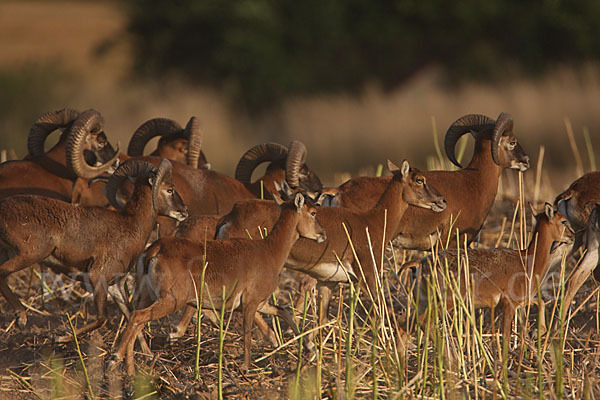 Muffelwild (Ovis ammon musimon)