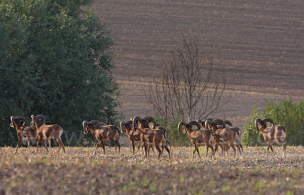 Muffelwild (Ovis ammon musimon)