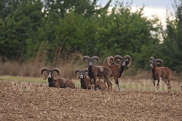 Muffelwild (Ovis ammon musimon)