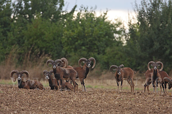 Muffelwild (Ovis ammon musimon)