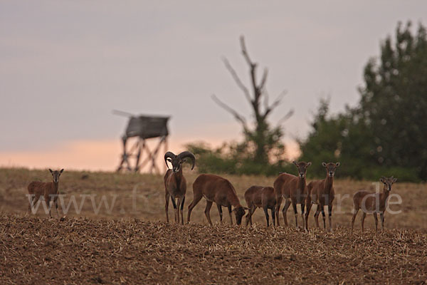 Muffelwild (Ovis ammon musimon)