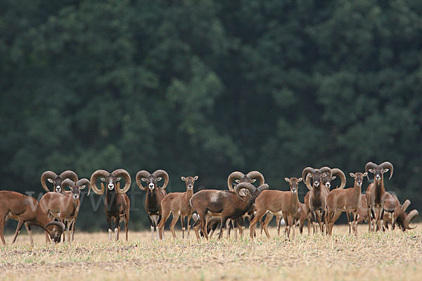 Muffelwild (Ovis ammon musimon)