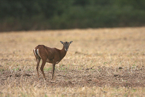 Muffelwild (Ovis ammon musimon)