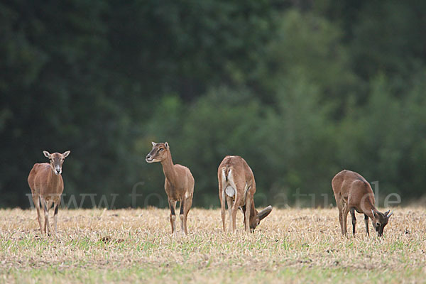 Muffelwild (Ovis ammon musimon)