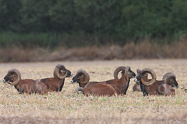 Muffelwild (Ovis ammon musimon)