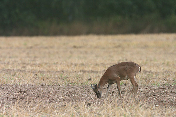 Muffelwild (Ovis ammon musimon)