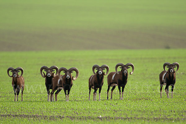 Muffelwild (Ovis ammon musimon)