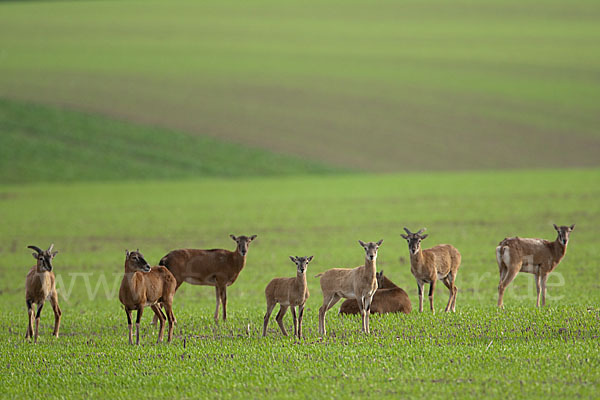 Muffelwild (Ovis ammon musimon)