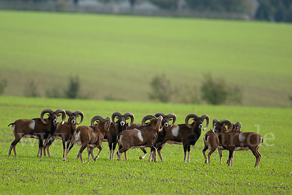 Muffelwild (Ovis ammon musimon)