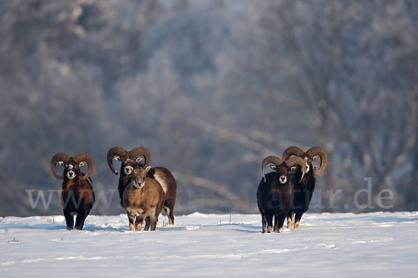 Muffelwild (Ovis ammon musimon)