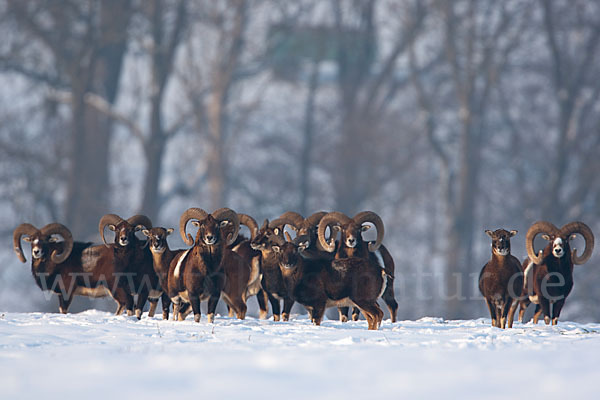 Muffelwild (Ovis ammon musimon)