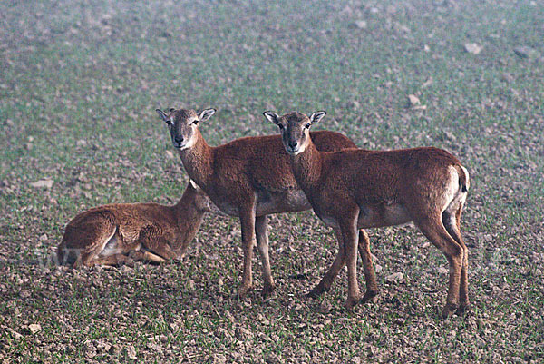 Muffelwild (Ovis ammon musimon)