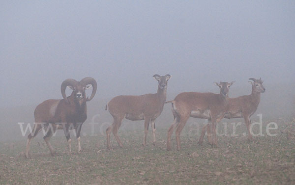 Muffelwild (Ovis ammon musimon)