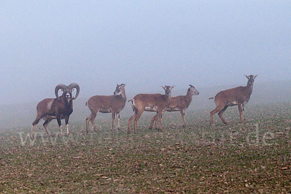 Muffelwild (Ovis ammon musimon)