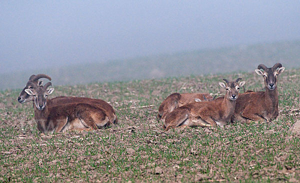 Muffelwild (Ovis ammon musimon)