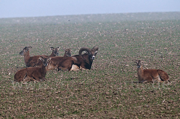 Muffelwild (Ovis ammon musimon)