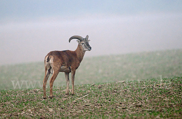 Muffelwild (Ovis ammon musimon)