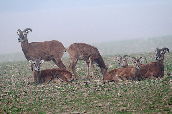 Muffelwild (Ovis ammon musimon)