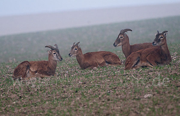 Muffelwild (Ovis ammon musimon)