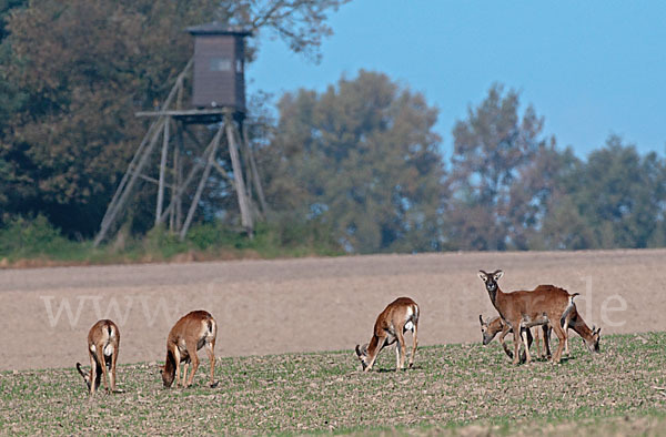 Muffelwild (Ovis ammon musimon)