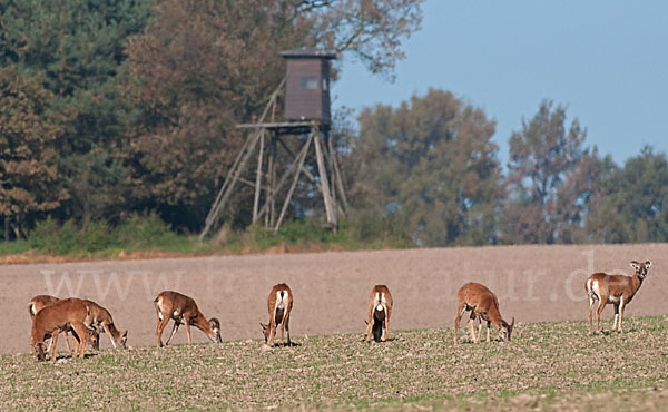 Muffelwild (Ovis ammon musimon)