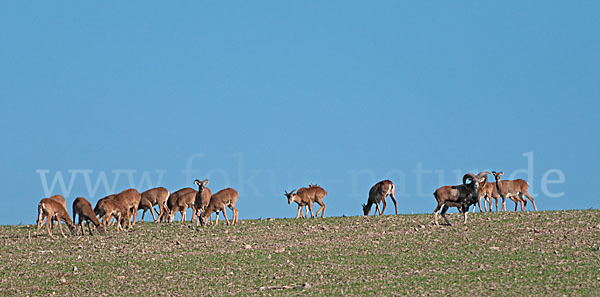 Muffelwild (Ovis ammon musimon)