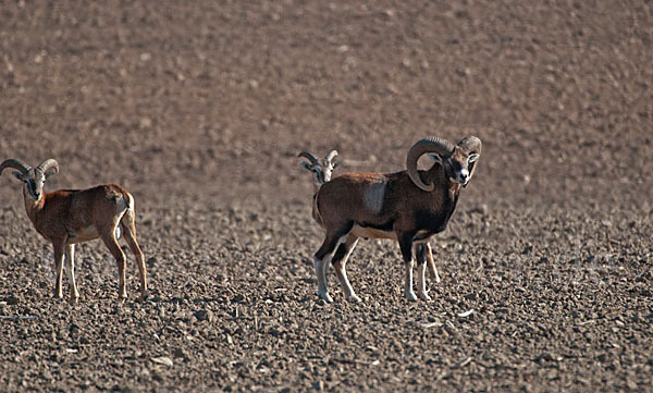 Muffelwild (Ovis ammon musimon)