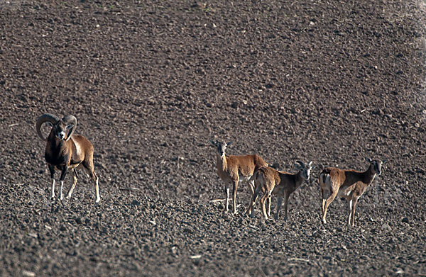 Muffelwild (Ovis ammon musimon)