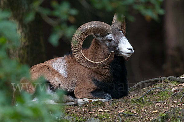 Muffelwild (Ovis ammon musimon)