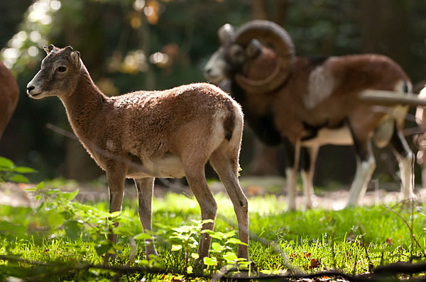 Muffelwild (Ovis ammon musimon)