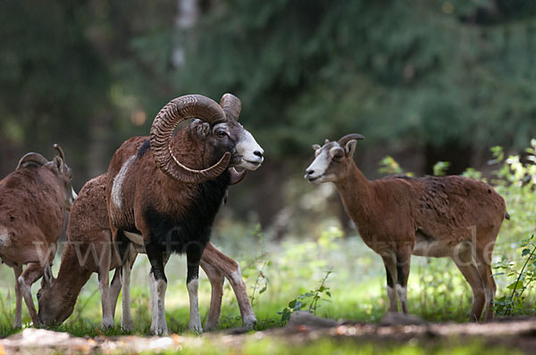 Muffelwild (Ovis ammon musimon)