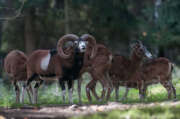 Muffelwild (Ovis ammon musimon)